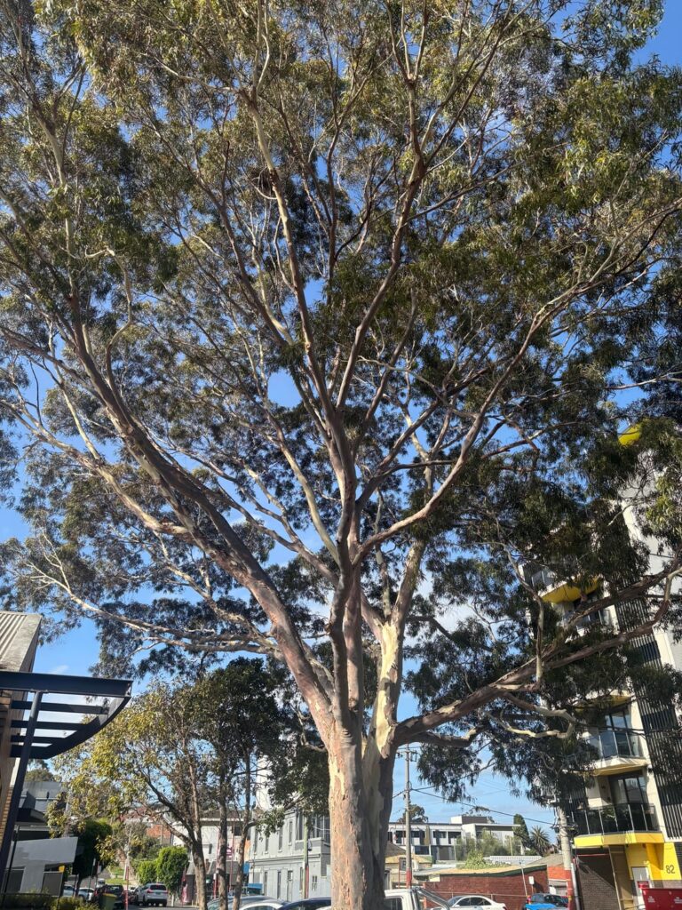 Anyone know what species of trees these are? Anyone know what species of trees these are?