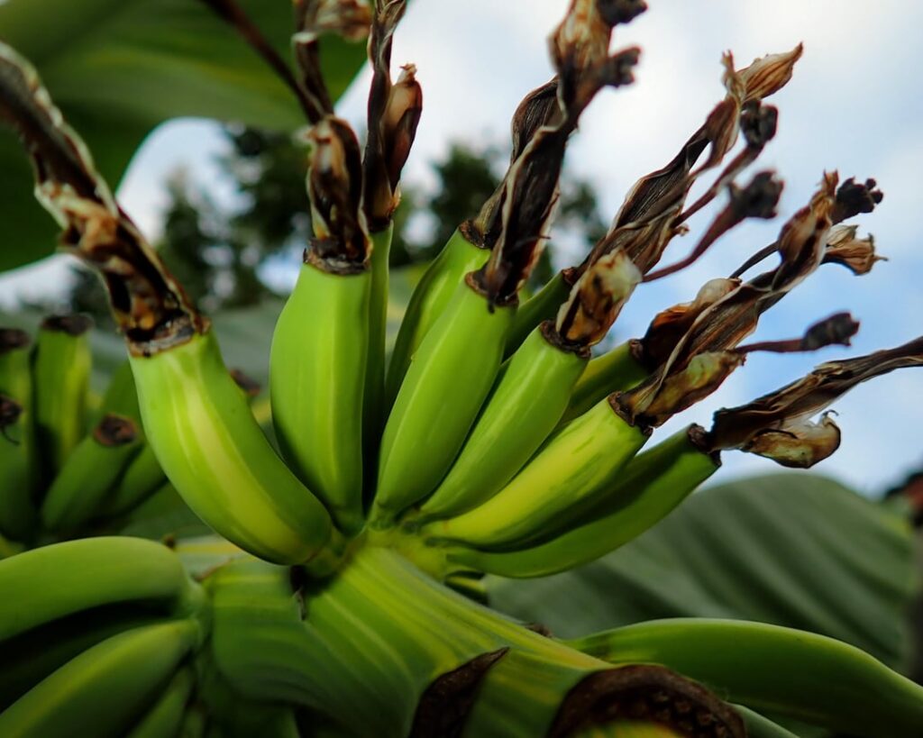 Variegated bananas 😍 I'll update you all in a couple of months