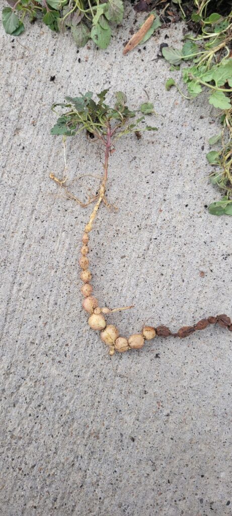 Hey everyone, my dad pulled these out of the garden this morning. Anybody know what they are and what's up with their roots? In Missouri if that helps