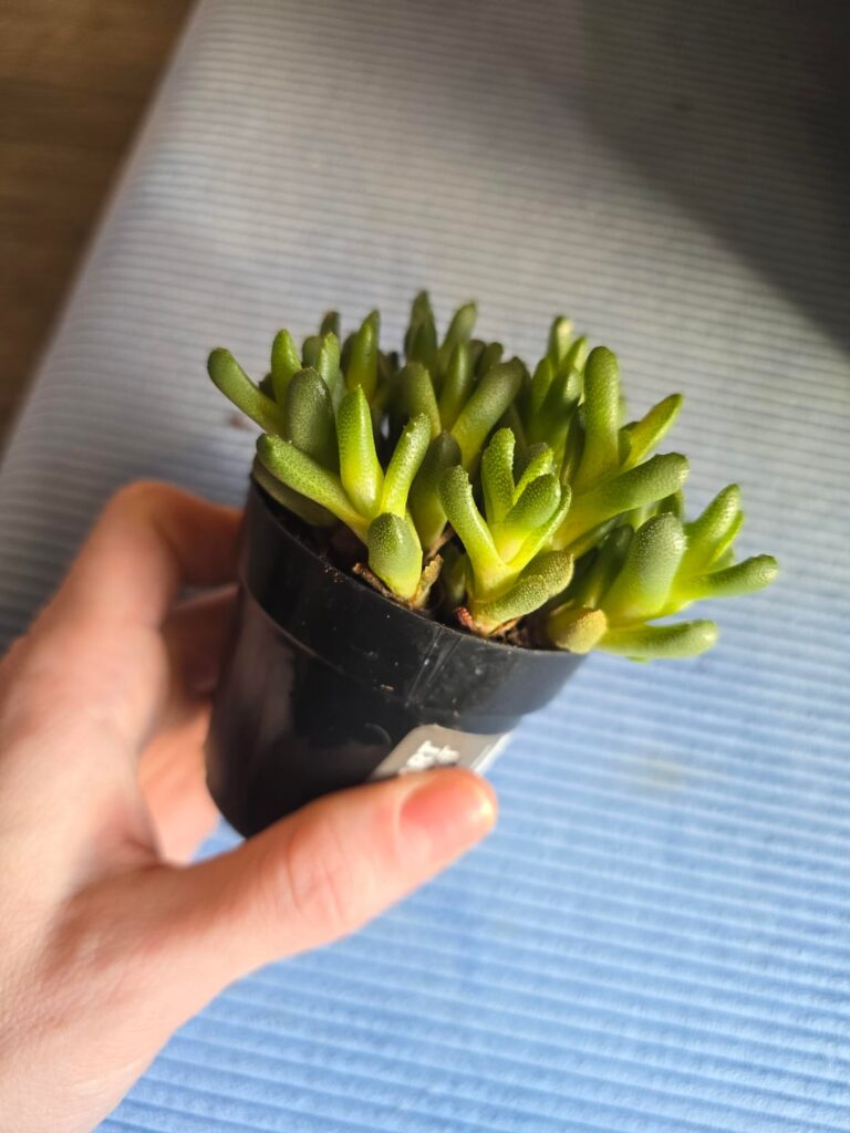 Should I repot my Stomatium?