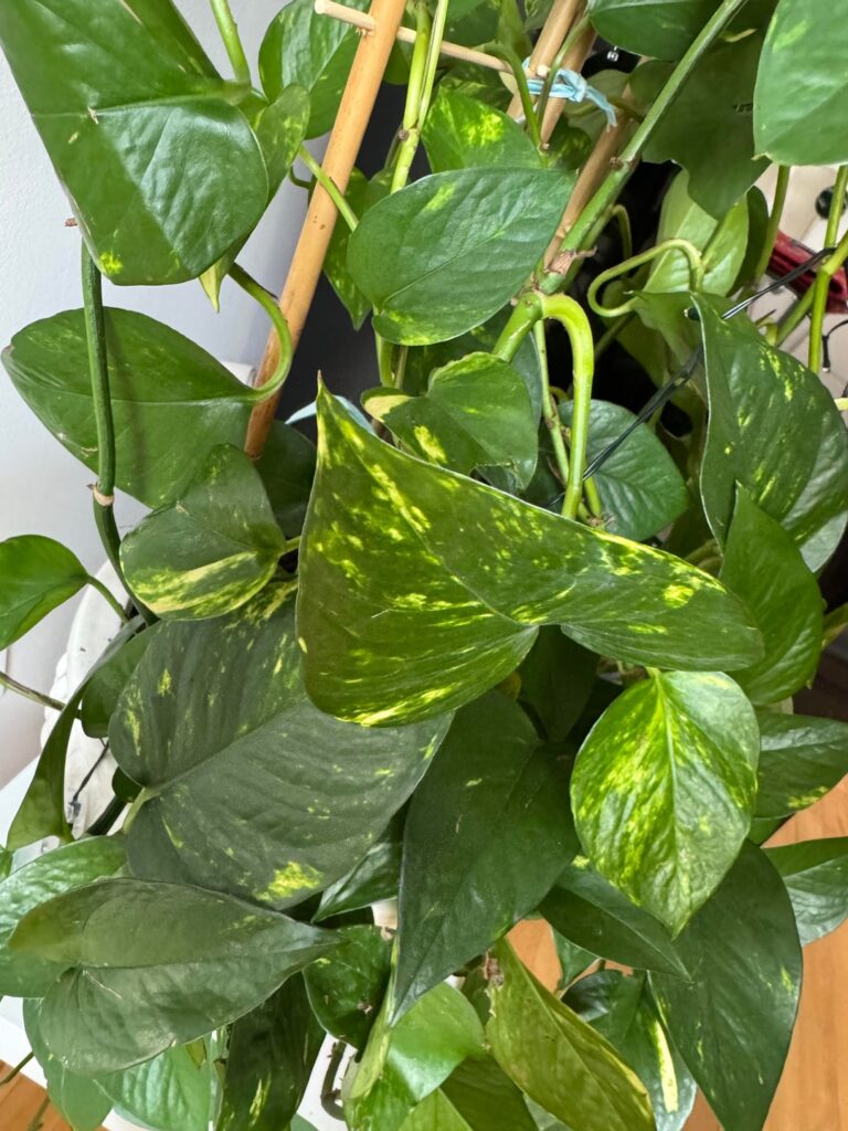 My leafs where all green before?