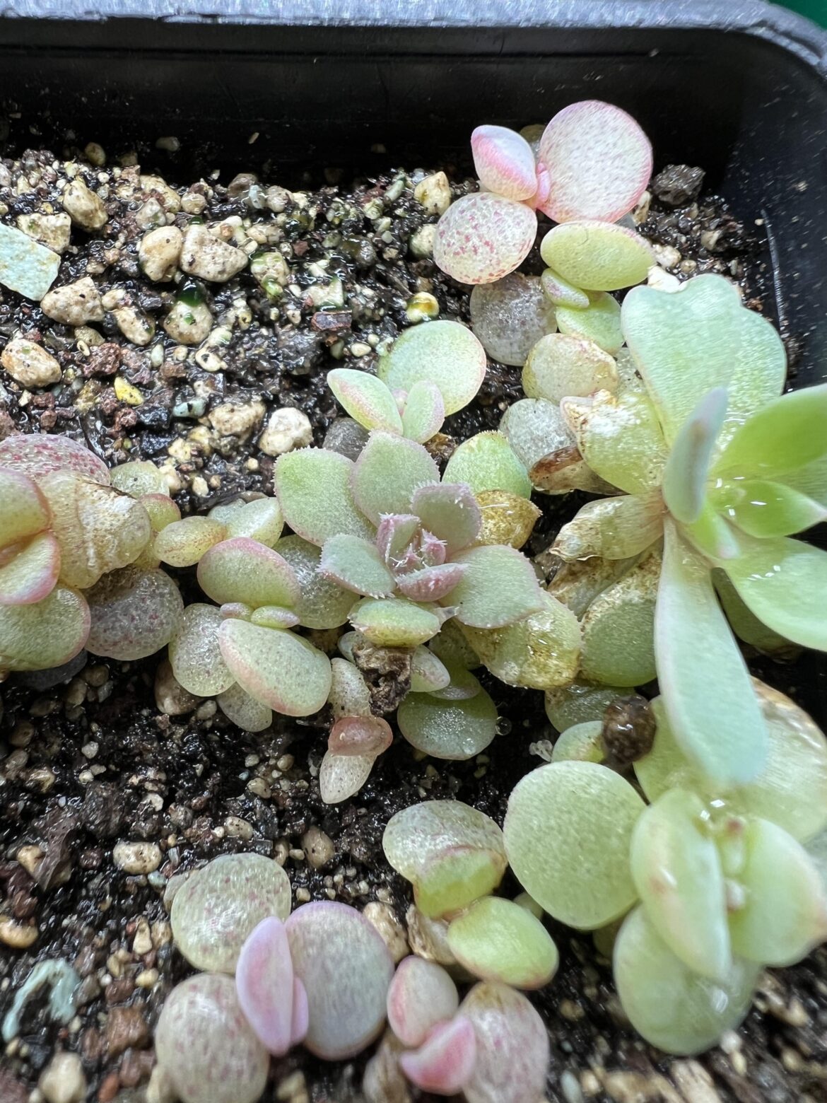 I have noticed a hairy Echeveria laui seedling growing today