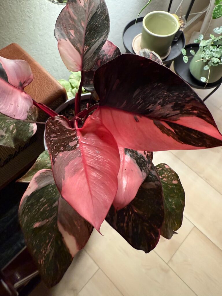 I said I’d never get another pink princess … but this one captivated me yesterday. 💕 I said I’d never get another pink princess … but this one captivated me yesterday. 💕