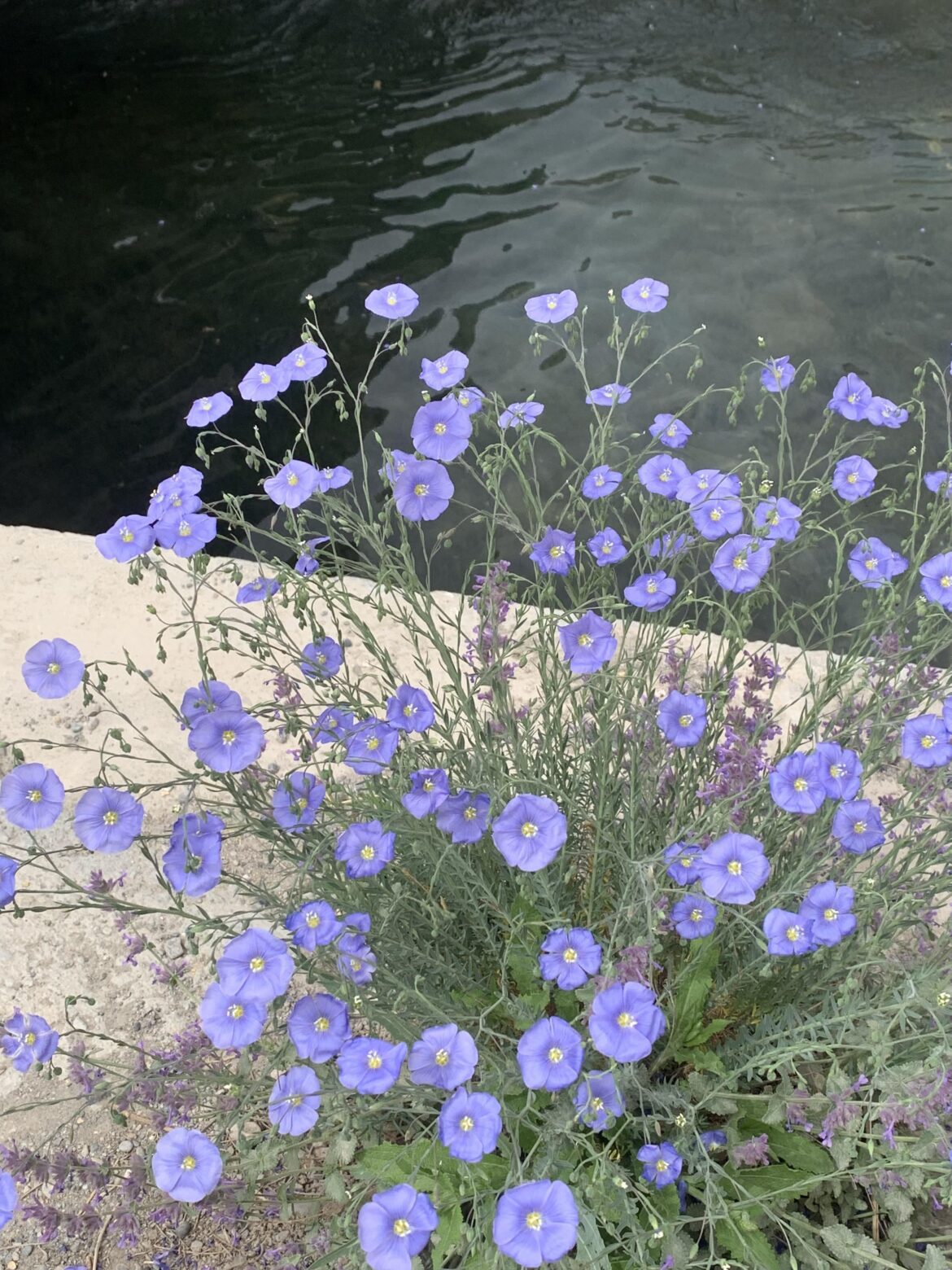 Blue Flax (Linum perenne) blooming by the water's edge [OC]