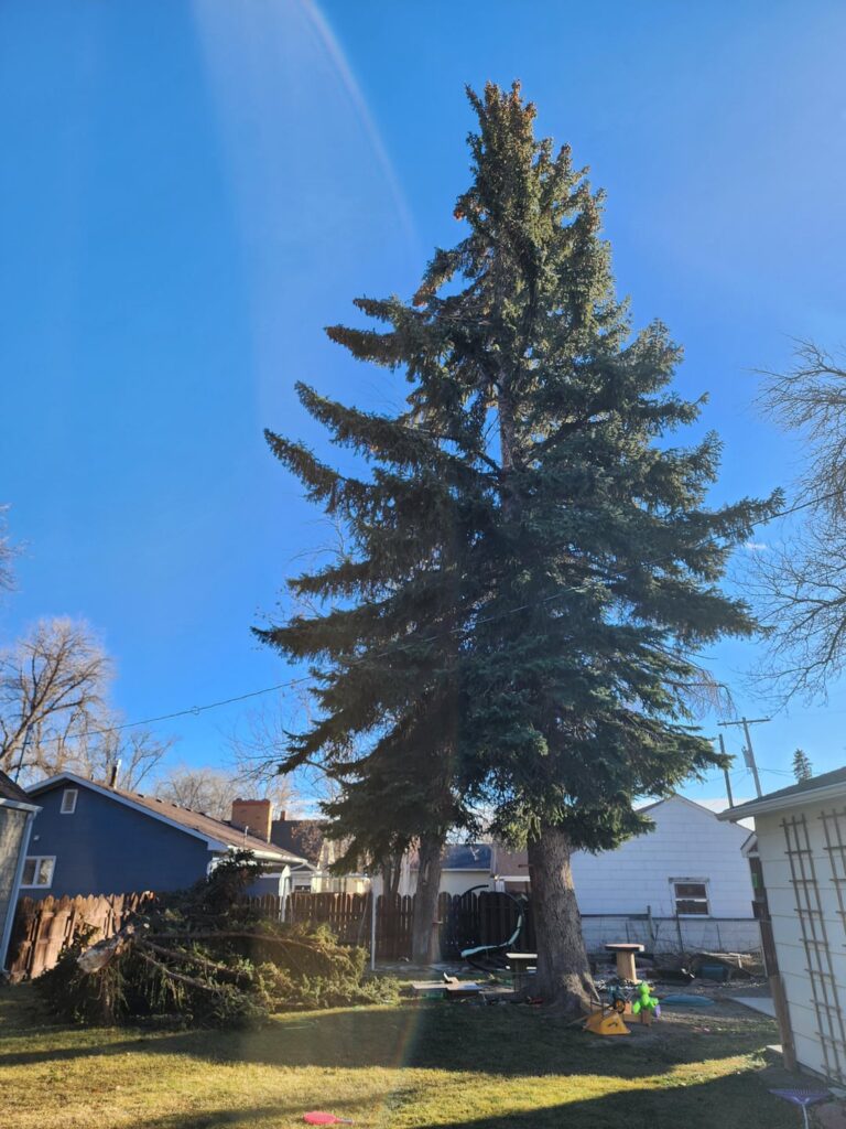 Any idea if my pine will recover? I'd hate to have it cut down.