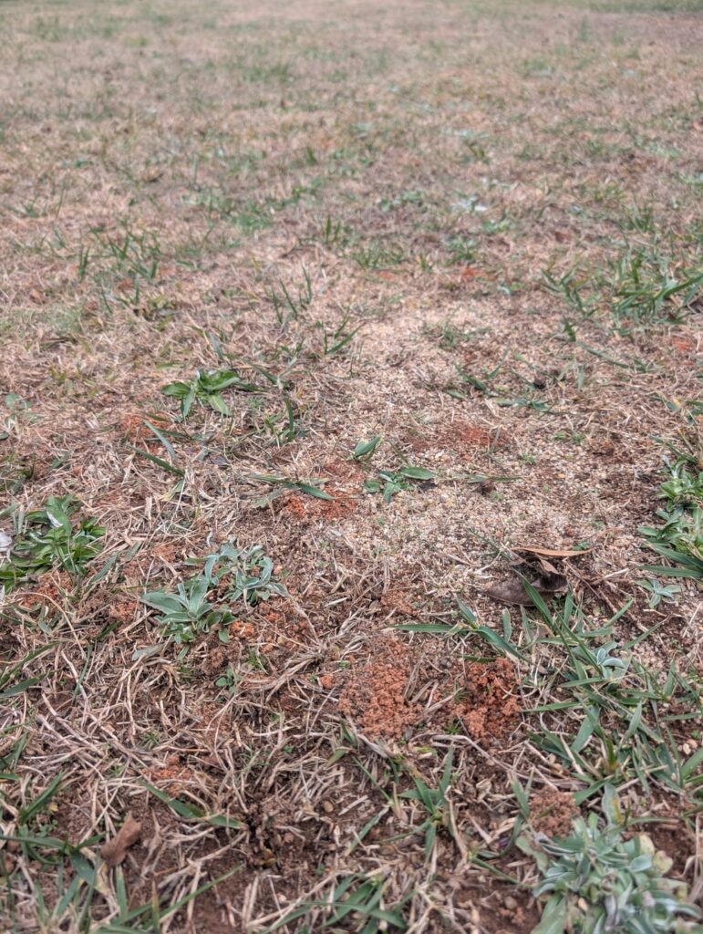 What are those little dirt piles. Upstate SC