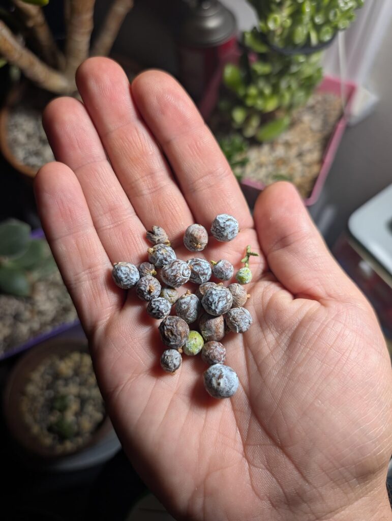 Has anyone started Utah Juniper from seed?? Looking for advice! Has anyone started Utah Juniper from seed?? Looking for advice!