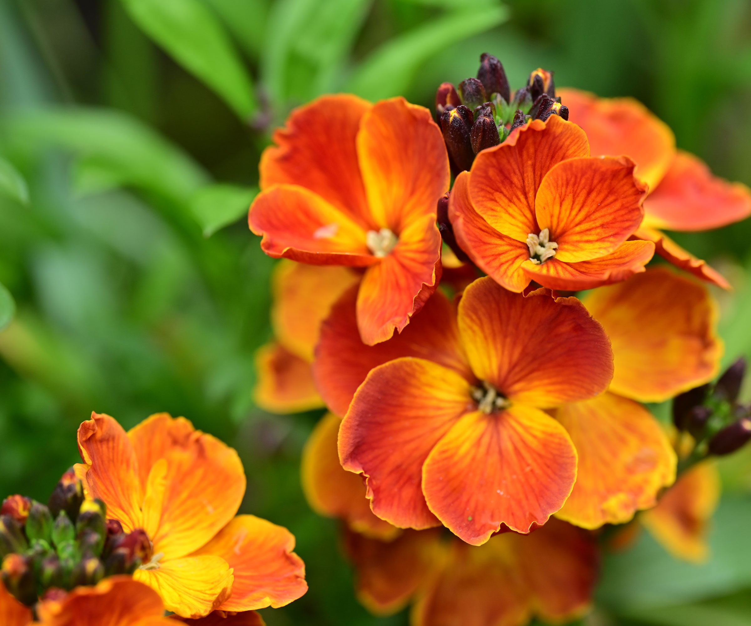 orange flowers of Erysimum cheiri 'Fire King'