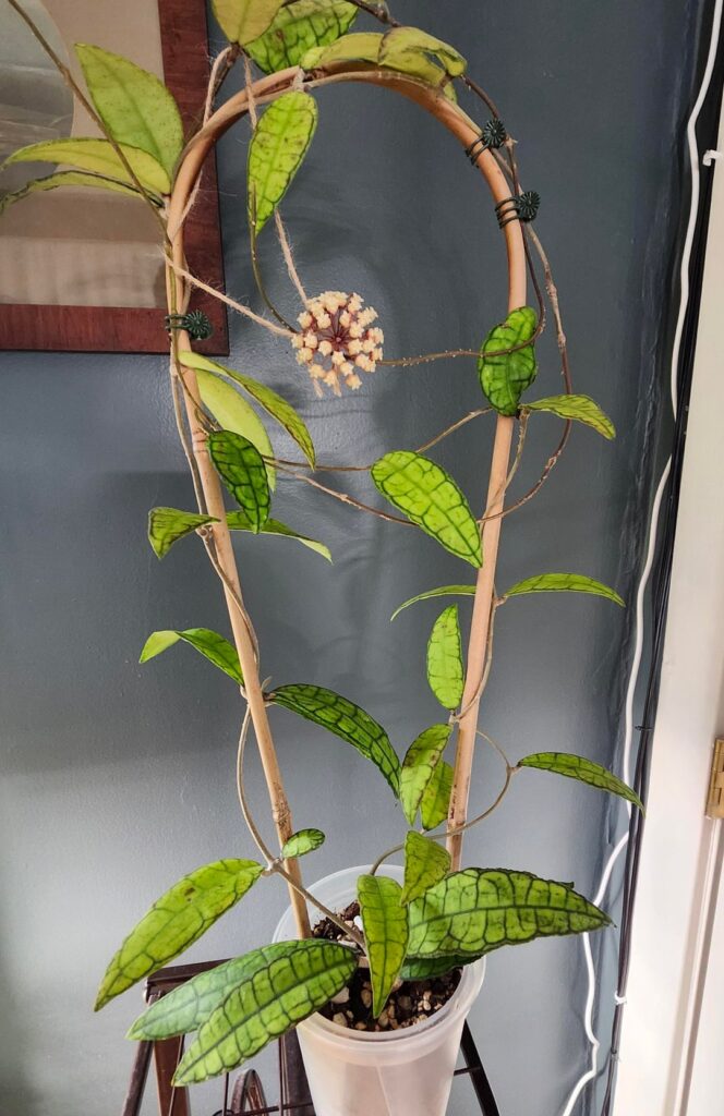 Hoya UT-073 Flowering