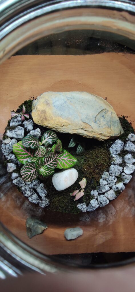 First 5L terrarium