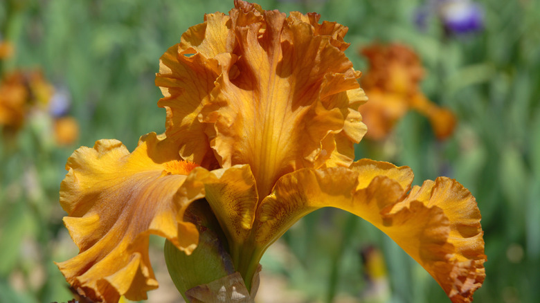 'Golden Panther' bearded iris.