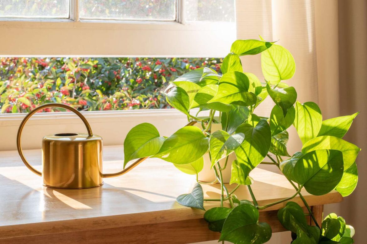 How to Water Pothos the Right Way (So It Thrives for Decades) How to Water Pothos the Right Way (So It Thrives for Decades)