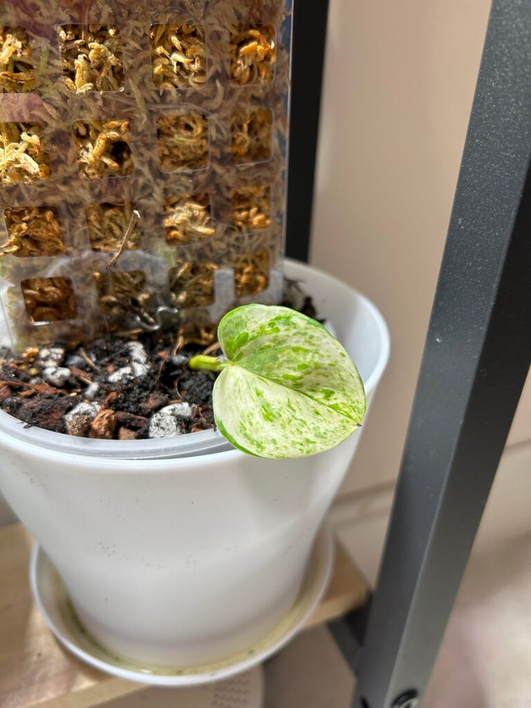 The stubborn little manjula The stubborn little manjula