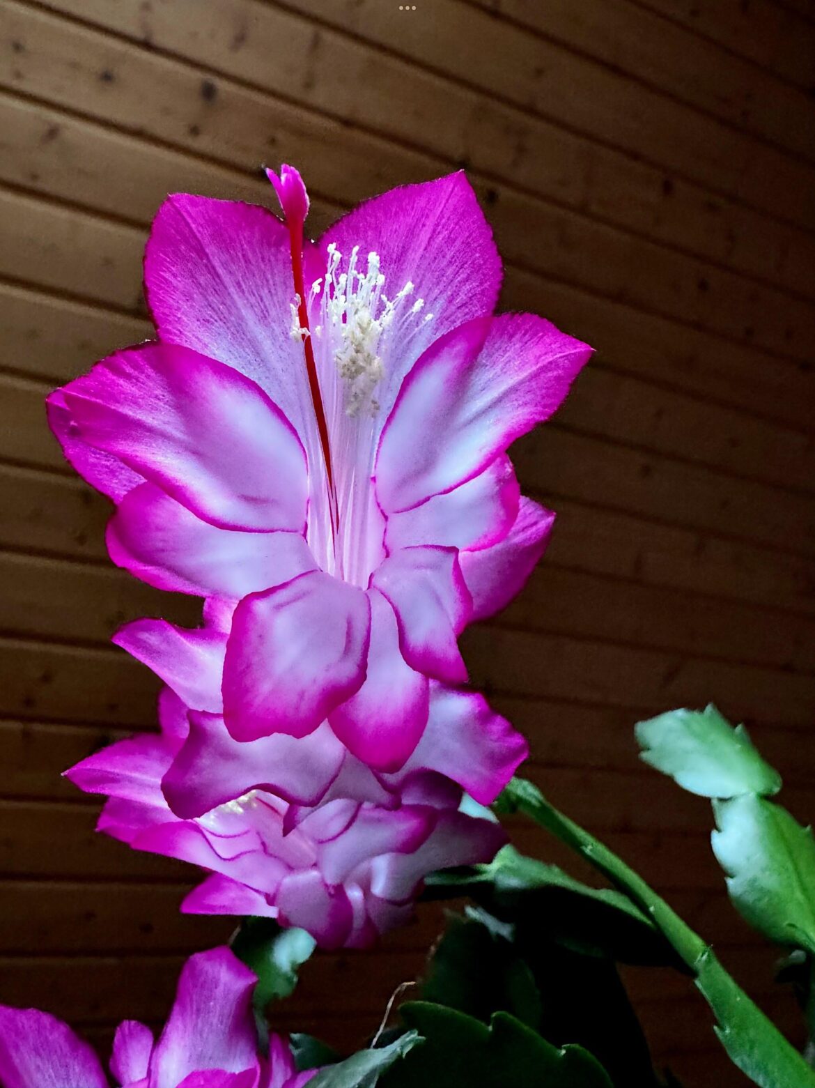 Christmas cactus Schlumbergera pink [OC]