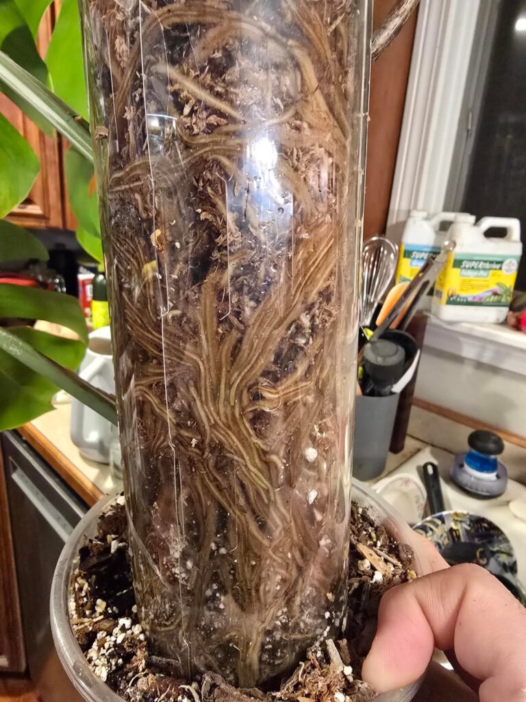 Uhhhhh, I guess she likes the moss pole...