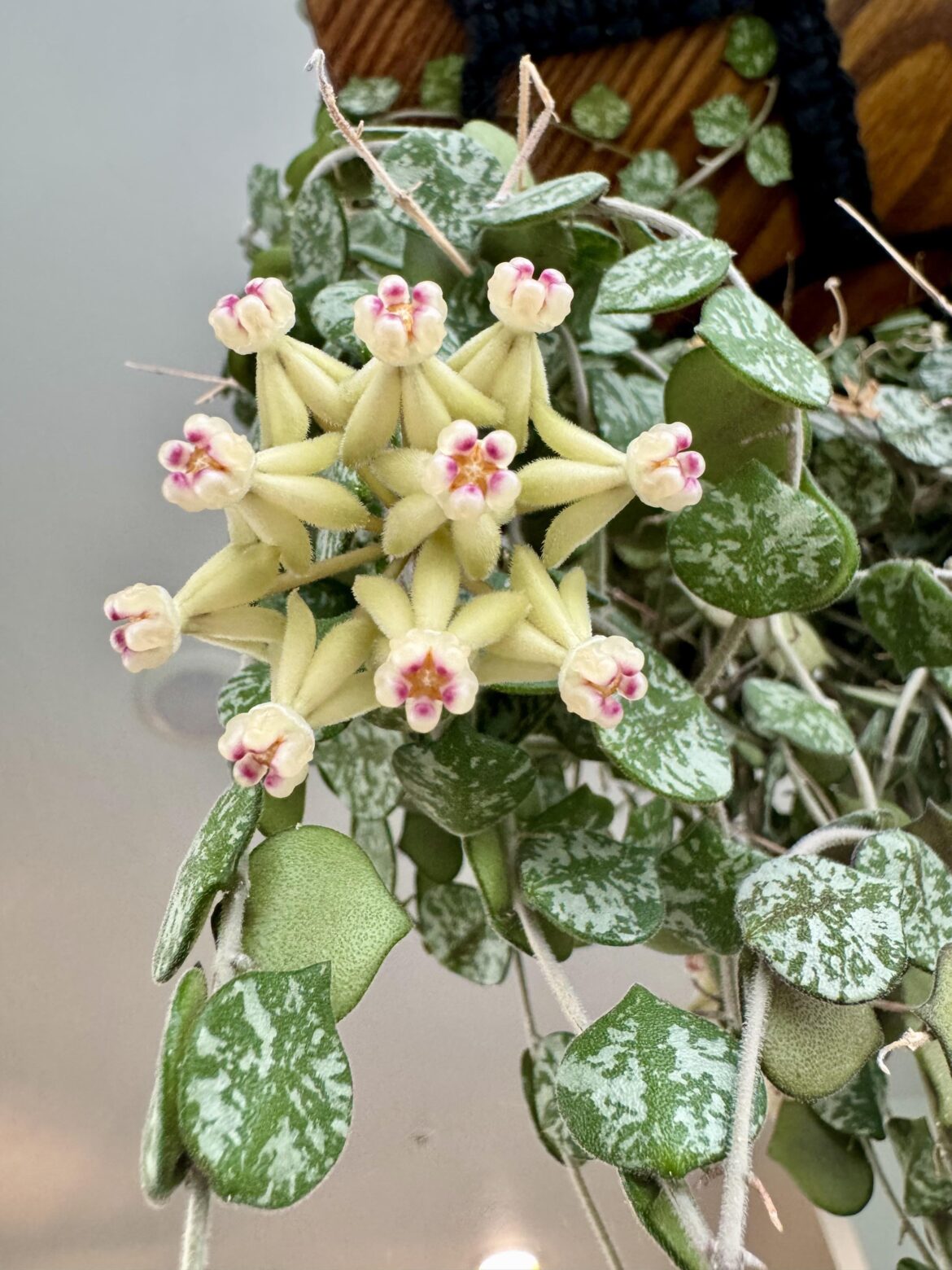 The symmetry is crazy! Hoya Curtisii bloom