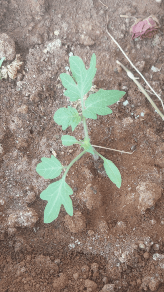 Which plant is this ?