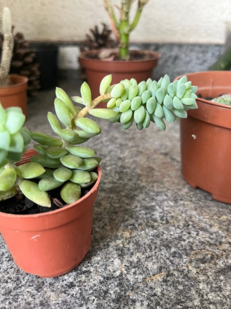 6 months of progress after moving my succulent to better light. Should I be worried about it tipping over now? 6 months of progress after moving my succulent to better light. Should I be worried about it tipping over now?