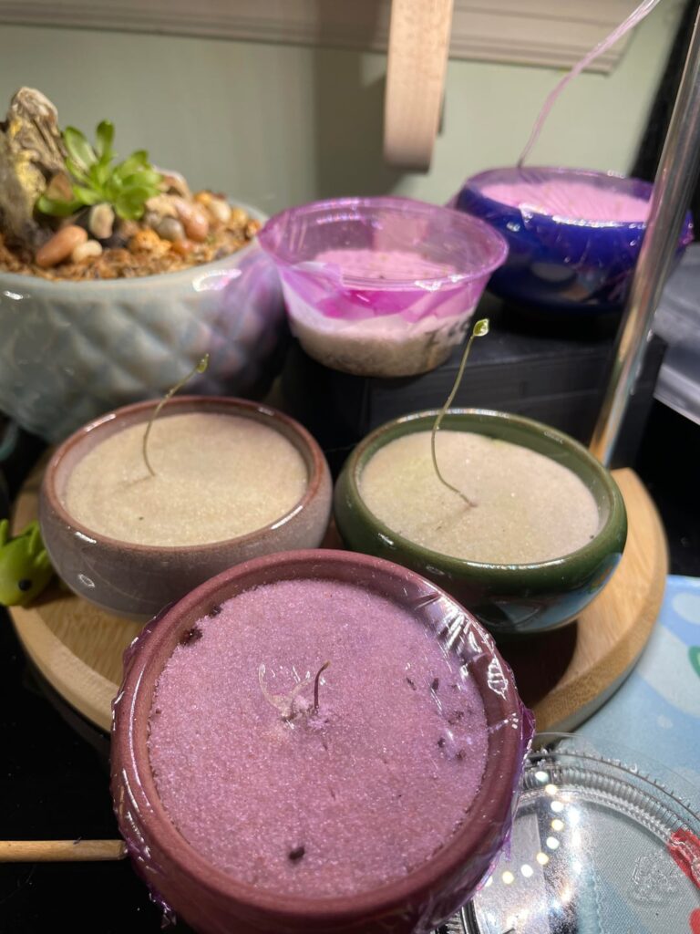 New to Caudex, super excited about my seedlings!!!