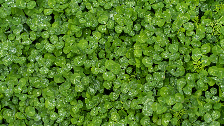 Clover growing as ground cover