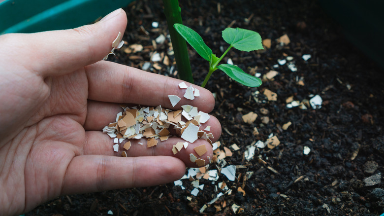 Adding egg shells to the plants in the garden