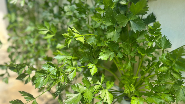 Flat leaf parsley's green leaves receiving sunlight