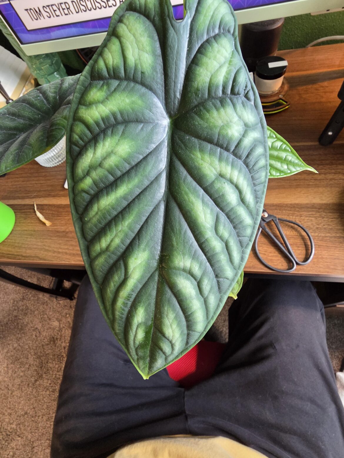 The first new leaf any of my alocasias have given me under my care!