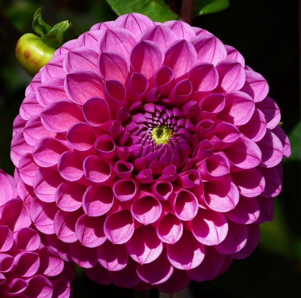 Dahlia pompom
