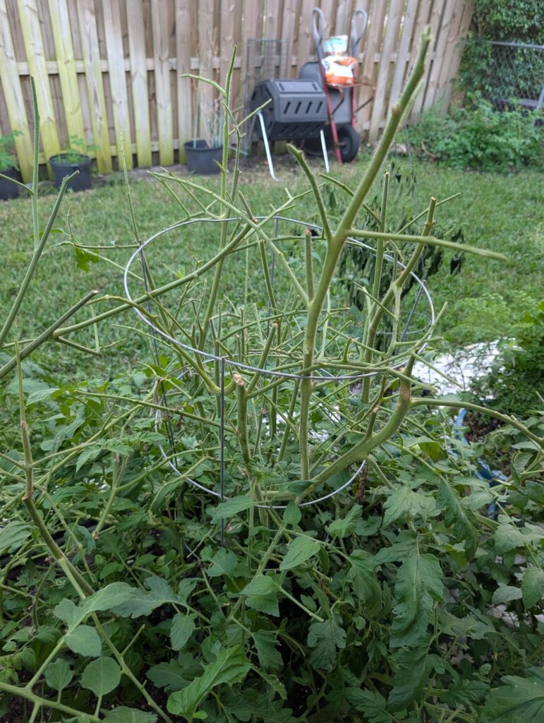 What's eating my plants?!?