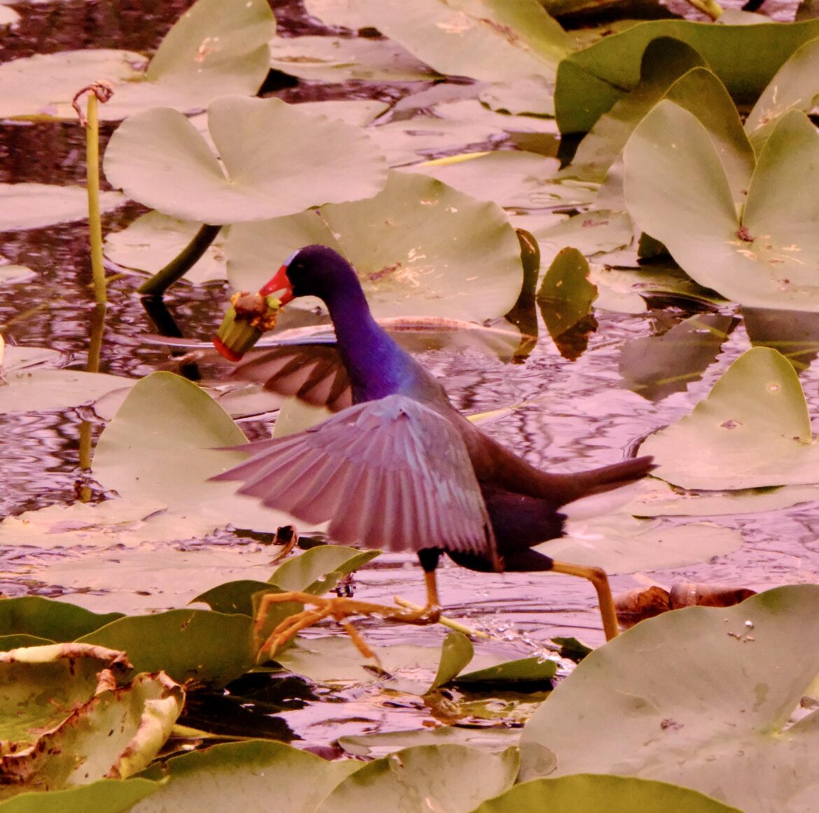What is this silly goober carrying in its mouth?