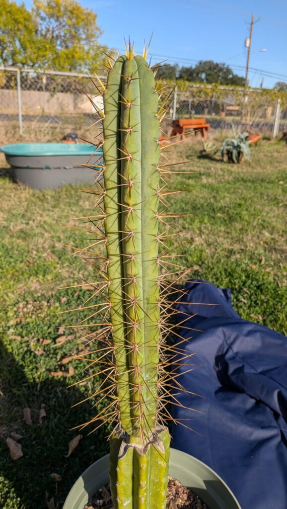 Rick Jaguar and Rick Yo