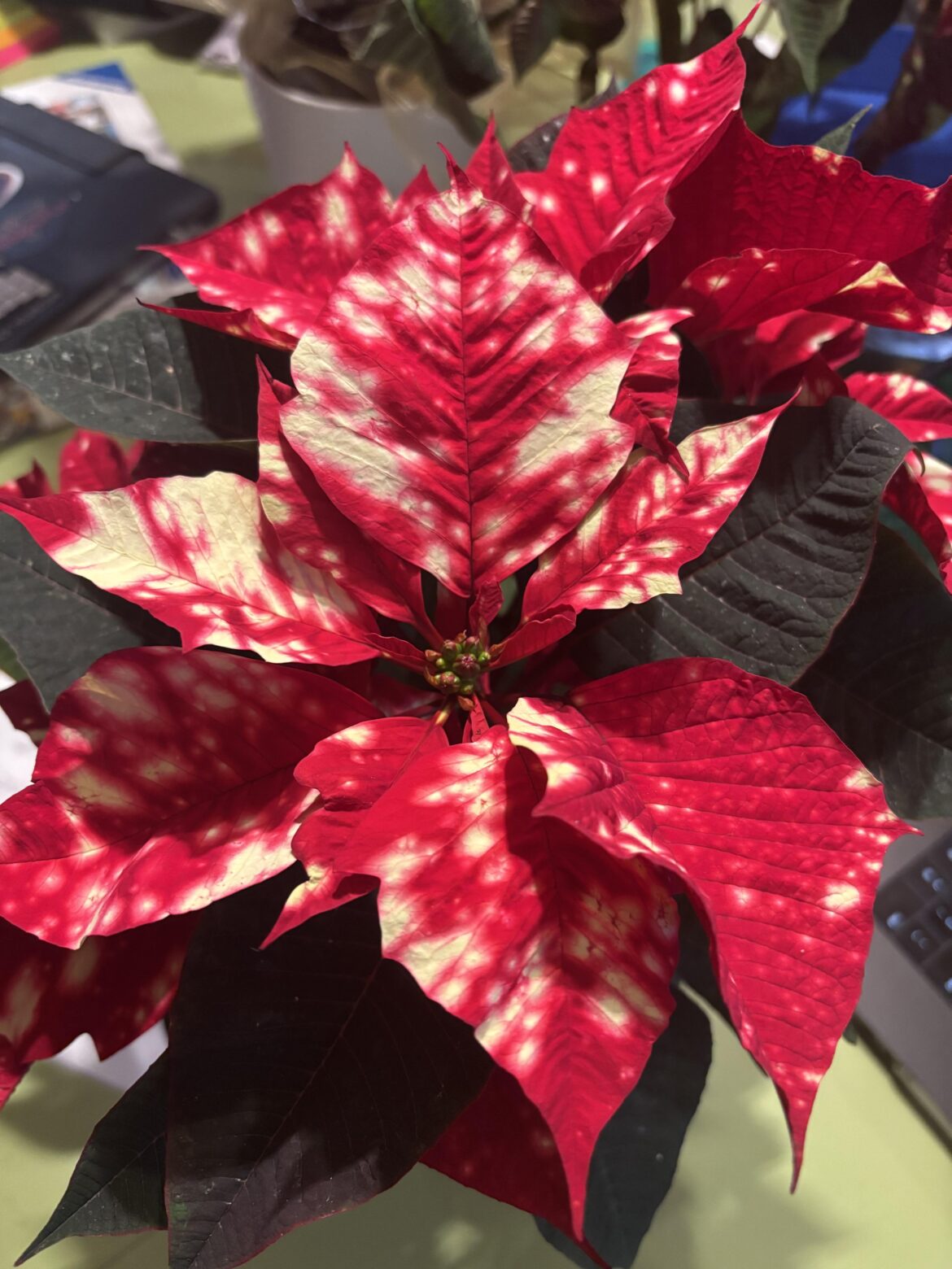 Found one of the Sky Series poinsettia in person today!