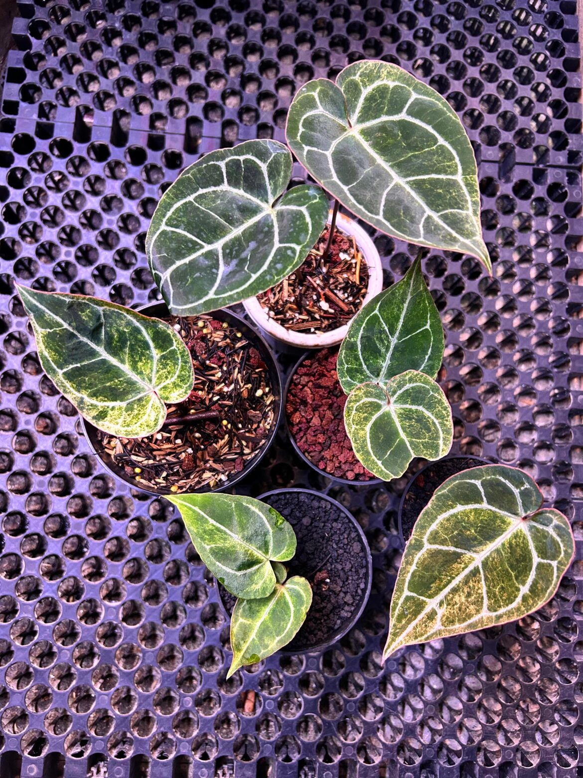 Crystallinum Platinum