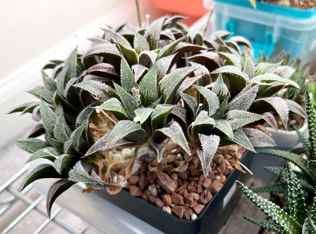 looking good this morning