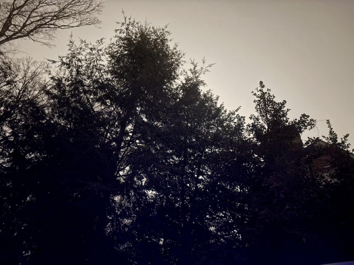 Hollies doing well in 7b