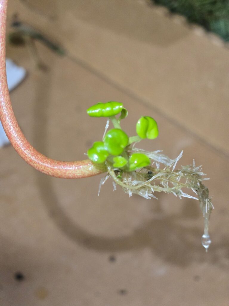 Various peperomia props. Single leaf cutting water culture. Various peperomia props. Single leaf cutting water culture.