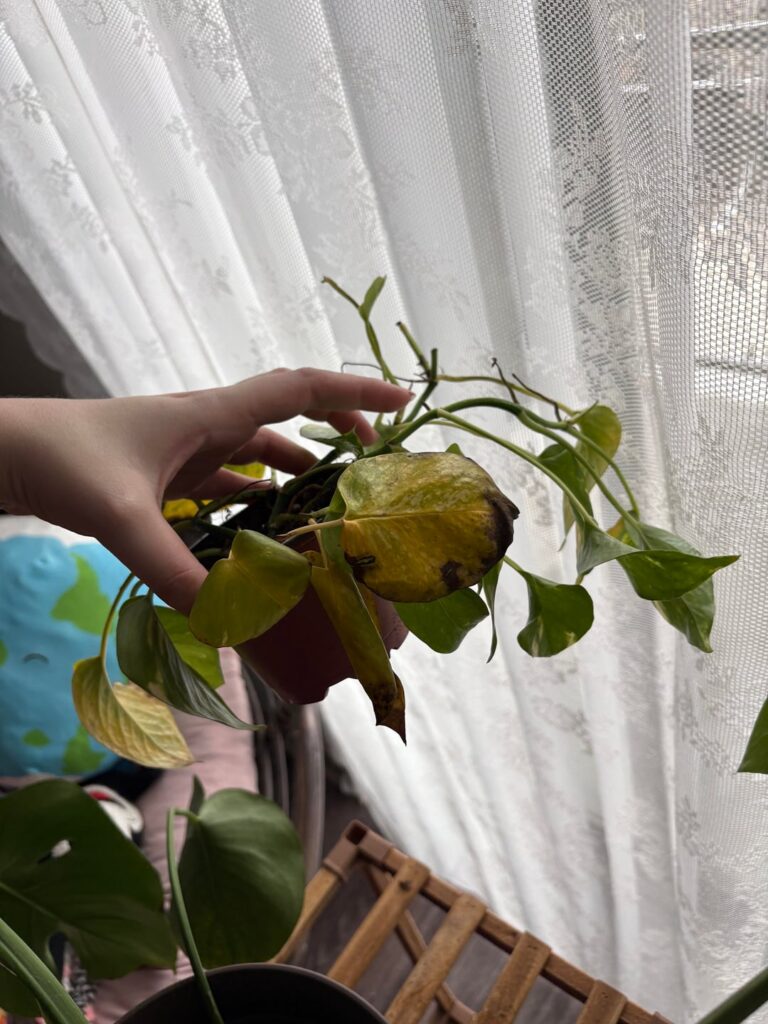 First time pothos owner! HELP!