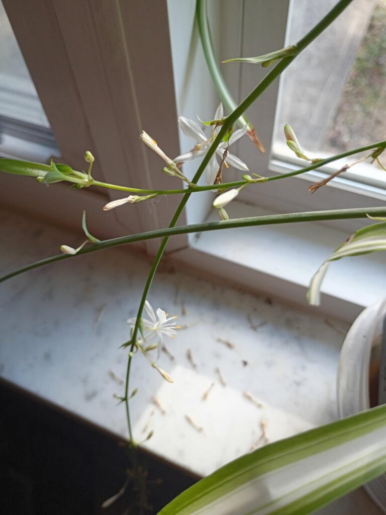 My spider plant has grown flowers, what do I do with them? First time being a plant mother..
