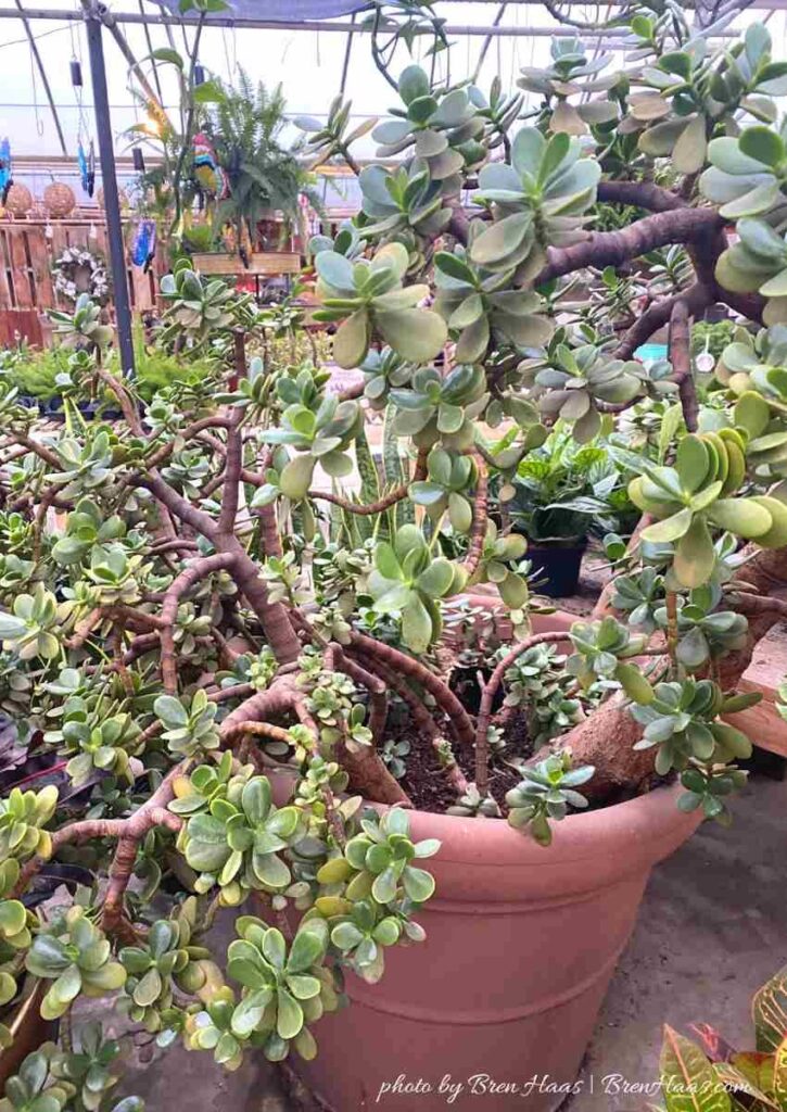 Older Jade Plant in Garden Center