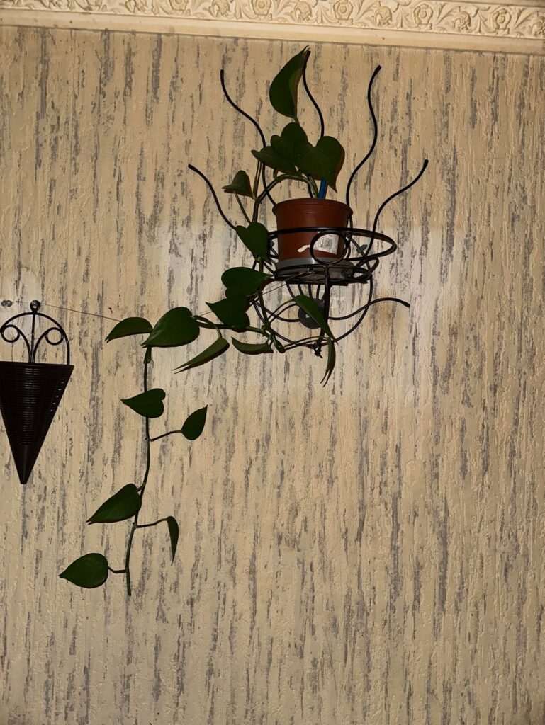 where would it be best to cut