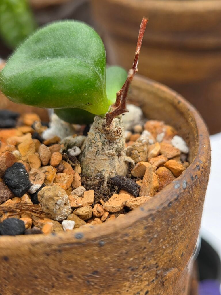 Maybe the world's smallest caudiciform plant? How old is it?