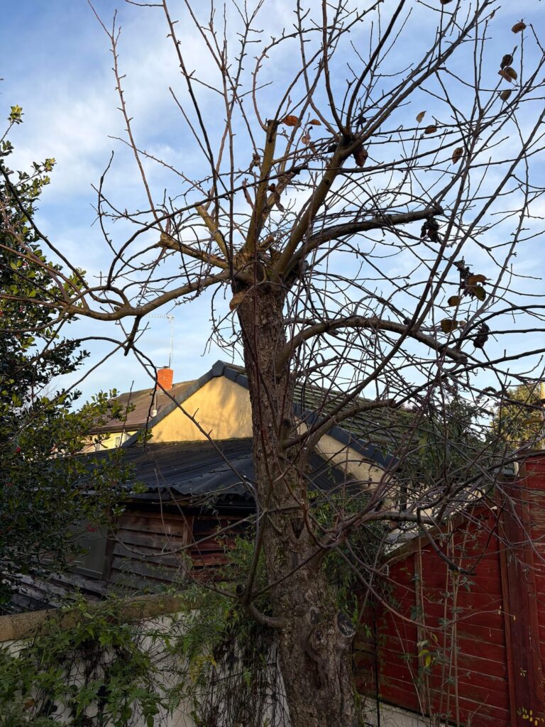 How best to care for this apple tree?