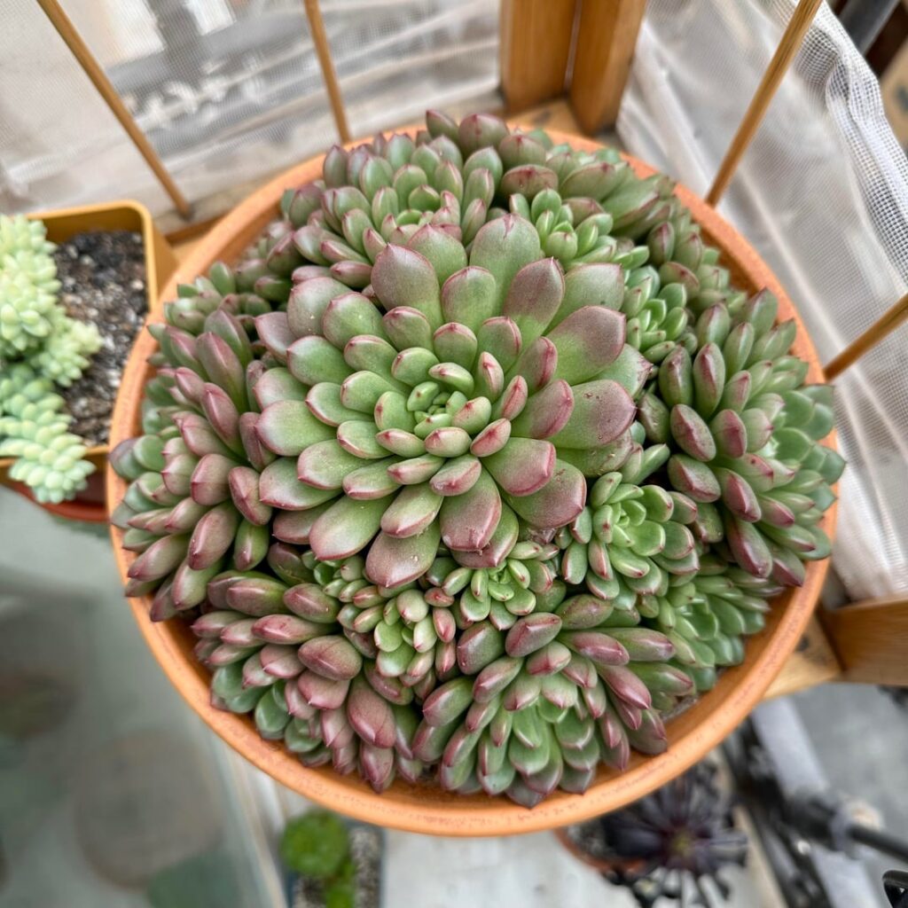 My pride and joy (ft. baby picture and children)