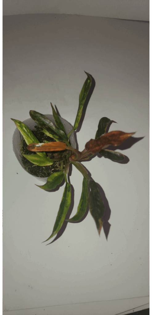 Caramel Marble Fire Tiger??