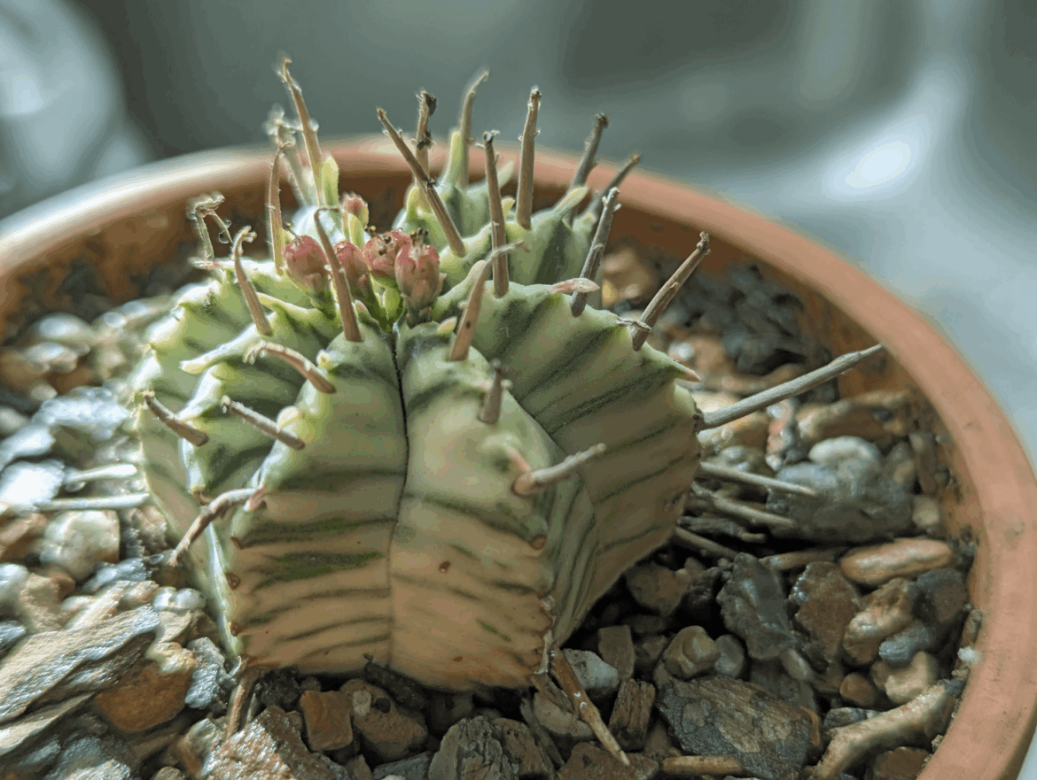 Blooming Euphorbia pulvinata variegated