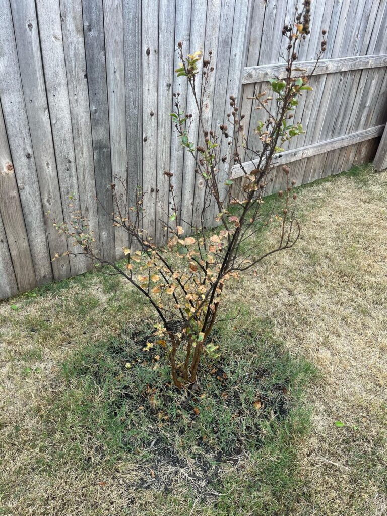 Crepe Myrtle turning black- is just seasonal or bigger issue?