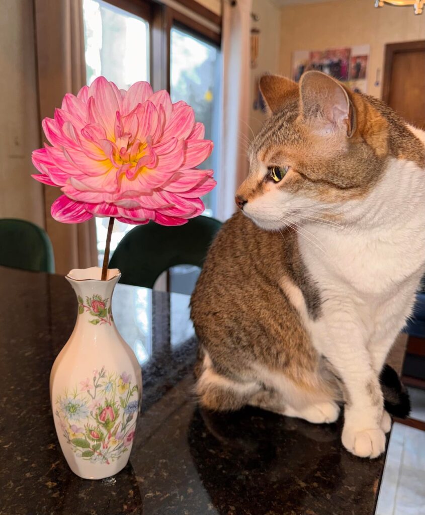 Our kitty and grow tent grown super dark Kelgai Ann I cut this morning 🌸💝✨ I finally have a fresh cut dahlia for our New Year’s Eve party 🥳