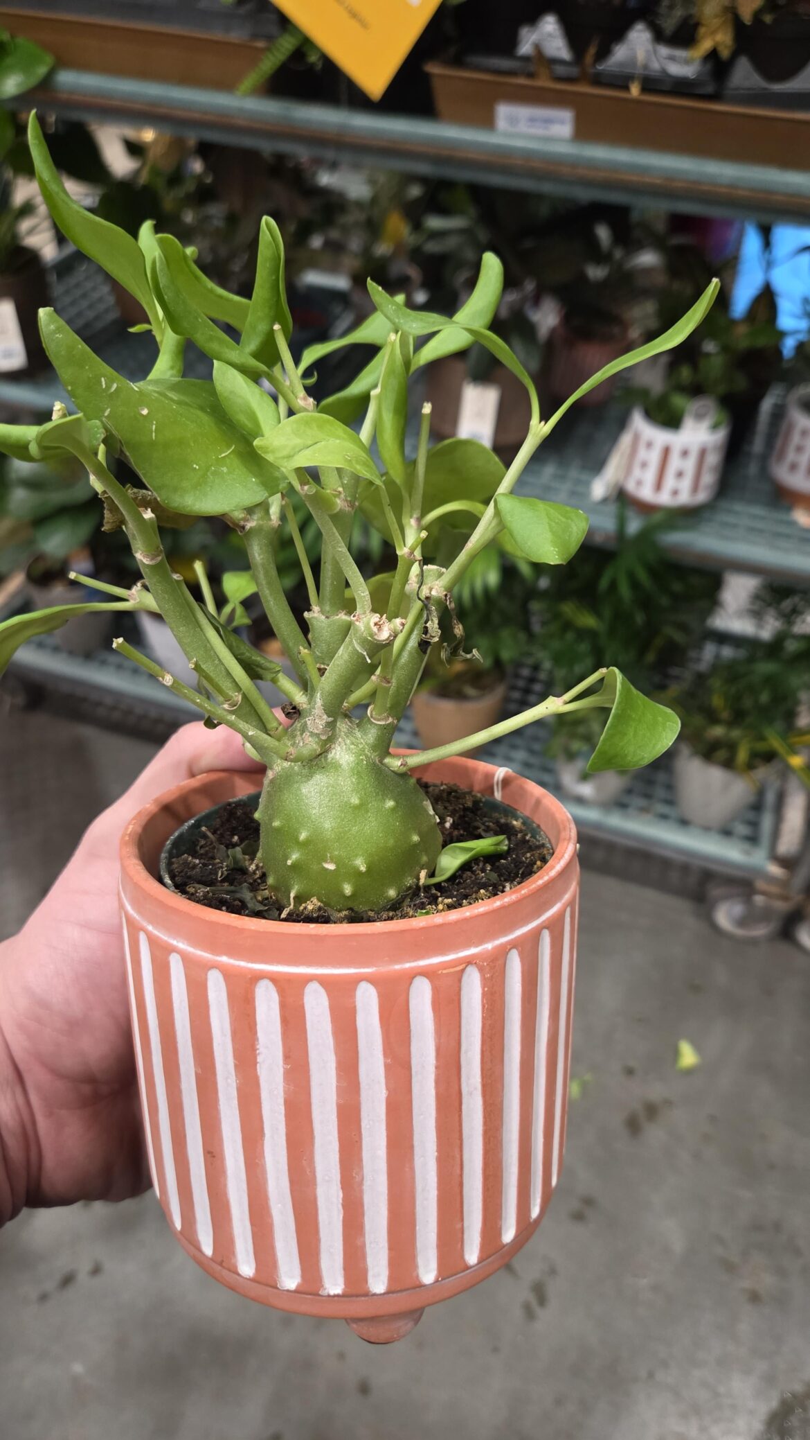 Anyone know what this is??? Found at Lowe's on the clearance rack can't seem to get an ID on it anywhere