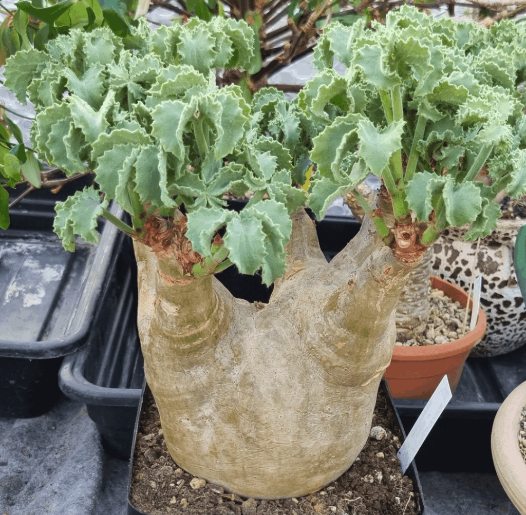 Cyphostemma uter v. Macrocarpus