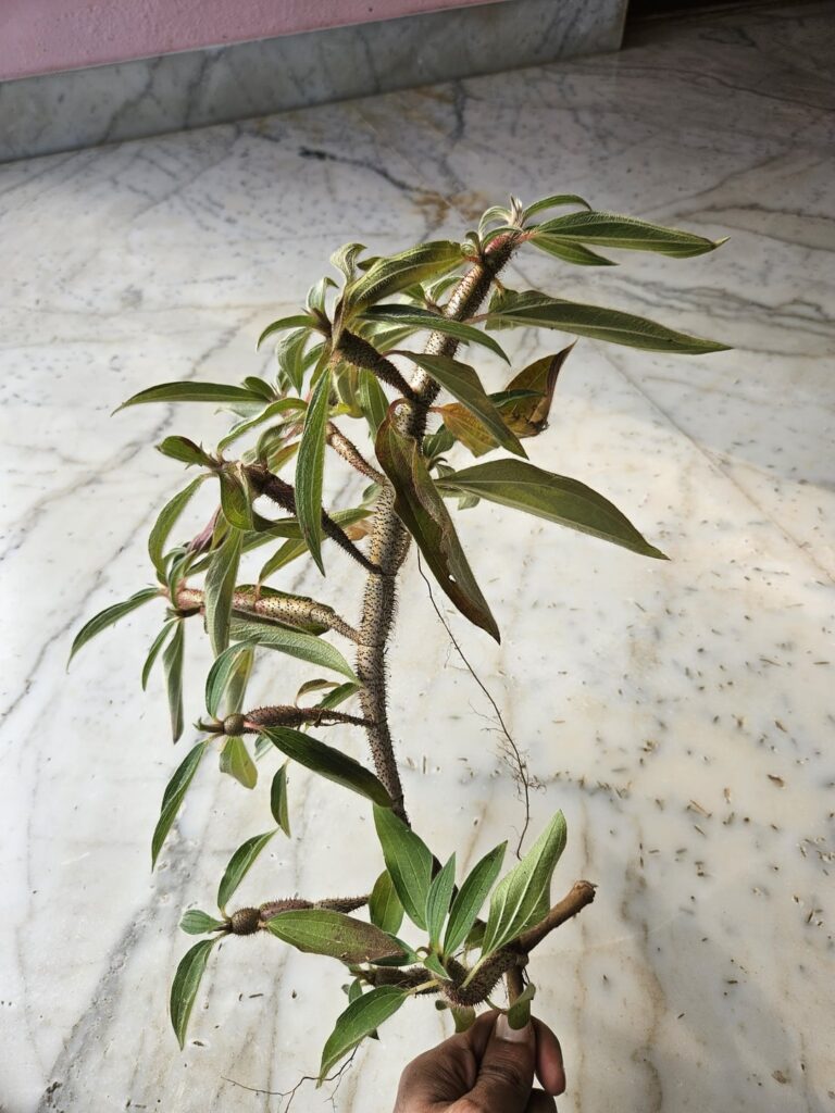 ID help , Found in Indian peninsula rocky dry hill among grass